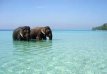 Excursion to Elephant Beach and Transfer to Port Blair